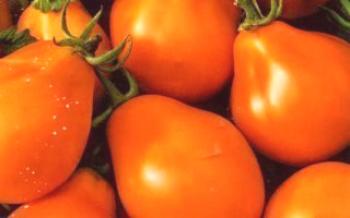 Variedades De Tomate De Pera - Descripción Tomate