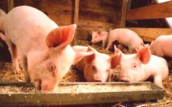 Recursos na criação e no cuidado de porcos em casa

Porcos