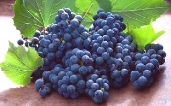 Ползите от гроздето: витамини в черно грозде