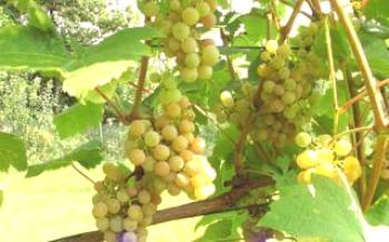 Характеристики на грозде Dublyansky