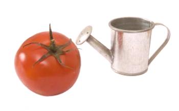 Podmienky zalievania pri pestovaní paradajok v skleníku