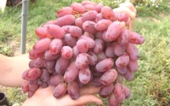Na bela variedade de uva Shahin Irã