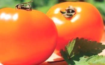Tajomstvo pestovania paradajok tomel Tomato