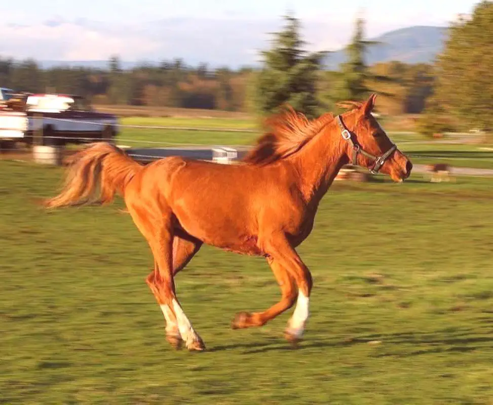 Скорость лошади в километрах в час. Скорость арабского скакуна. Самая быстрая лошадь. Лошадь бежит. Самая быстрая лошадь в мире.
