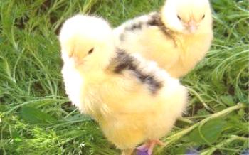 Пецкање крви код пилића: узрокује, наравно, лечење и превентивне мере Пилићи