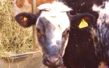 Doença comum em bezerros - Broncopneumonia Vacas