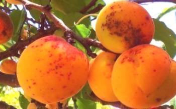 A razão para o aparecimento de manchas marrons em damascos Apricot