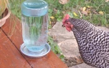 5 tipos de bebedores para galinhas do-it-yourself Frangos