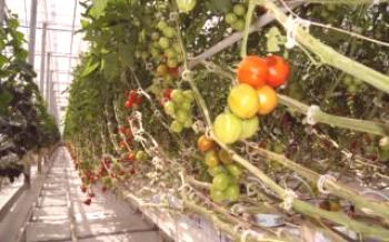 Как са парникови домати болни и как да ги лекуваме

домат