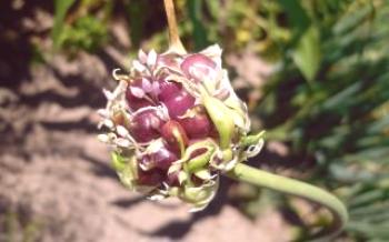 Razmnožavanje i sadnja češnjaka sjemena češnjaka
