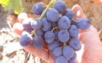 Расте грозде стафиди