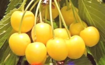 Cultivo de doce cereja Rossoshanskaya ouro

Cereja