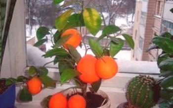Regras para o cultivo da árvore de tangerina Citrus