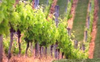 Sve što trebate znati o početniku vrtlara za uzgoj vinograda