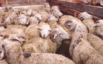 Como corretamente e rapidamente abate uma ovelha?

Ovelhas