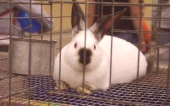 Prevencia a liečba kokcidiózy u králikov

králiky