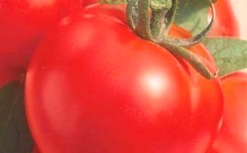 Características e vantagens da variedade de tomate Moskvich Tomato