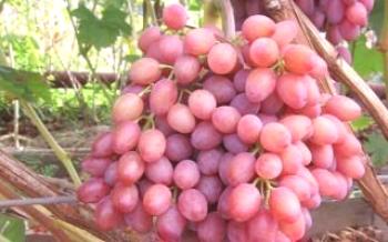 Diferença de cardeal de uvas de outras variedades