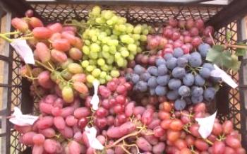 Како узгајати бобице у органском винограду