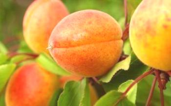 Variedades de damasco para crescer na Sibéria Apricot