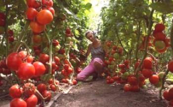 Как да засадите домати в поликарбонатна оранжерия?домат
