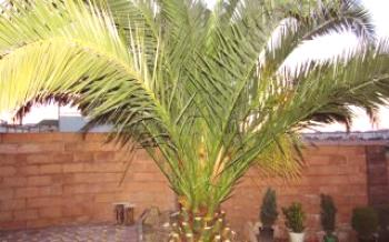 Tamareiras e seus frutos: conselhos sobre o crescimento de palmas e datas
