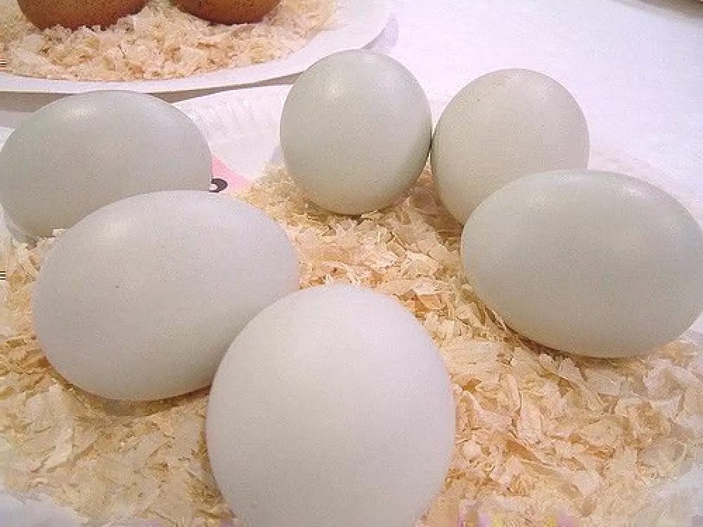 Инкубация яйца утки. Инкубационное яйцо утки. Инкубация яиц. Утиные яйца. Гусиные яйца.