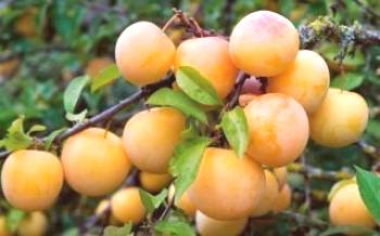 Apresenta variedades de ameixa Firefly Plum