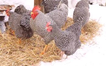 Лечение на респираторна микоплазмоза при домашни птици

пилета