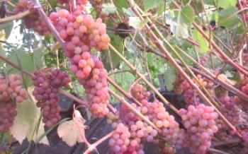 Характеристики на сортовете грозде Sidlis на американското развъждане