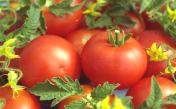 Technika výsadby bielych paradajok

paradajka
