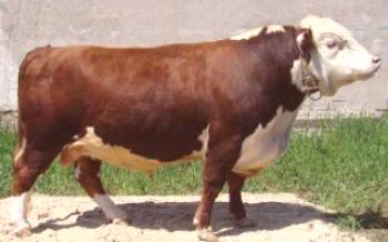 Характеристики на казахстанската белоглава порода

крави