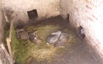 Методи за отглеждане и отглеждане на зайци в ямата

Зайци