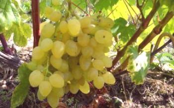 Zarnitsa é uma variedade de uva jovem e promissora.