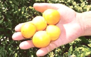 Métodos de reprodução de ameixa frutas Ameixa