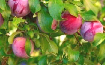 Cultivando variedades de ameixas canadenses e americanas

Ameixa