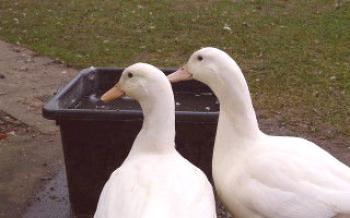 Características e características de patos reprodutores Cherry-Velli Ducks