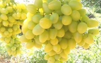 Variedades de uva com maturação precoce de frutas - uma visão geral com uma descrição e foto