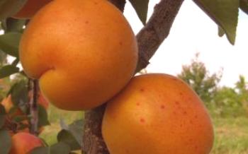 Descrição variedades de damasco Hargrand Apricot
