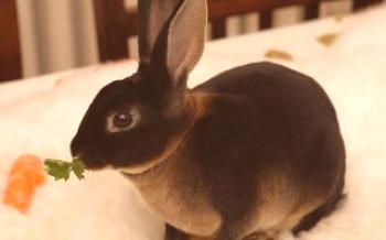 Recursos Rex coelhos: cuidado e reprodução de coelhos