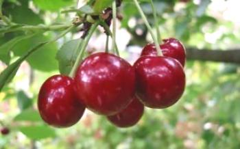 Rastúca čerešňa mládeže Cherry