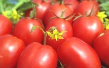 Tomates em crescimento De Barao tipos diferentes Tomate