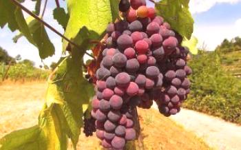 Cultivo de uvas a partir de estacas de sementes para iniciantes