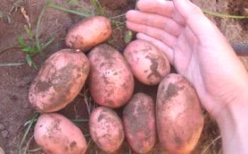 Variedade de batata precoce: Batatas Zhukovsky