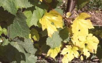 O que fazer: folhas de uva amarelas