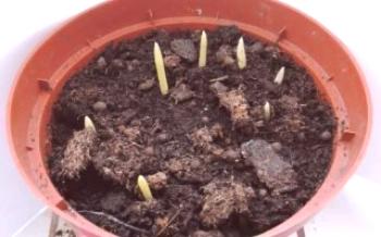 Como crescer uma palmeira em casa a partir de sementes

Palmas e datas