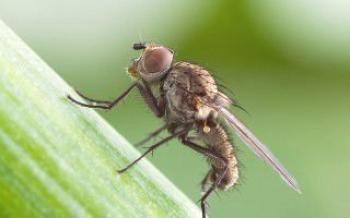 Как да се справим с досадната муха

лук