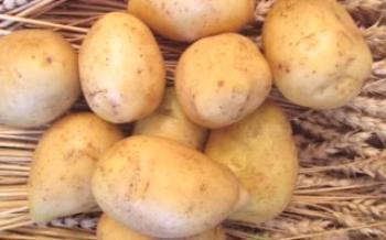 Pravidlá pestovania zemiakov Gala

zemiaky