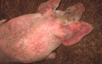 Како лијечити свињску еризипелу код куће Свиње