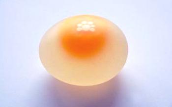 Huevos sin cáscara: ¿cuál es la causa del problema?

Pollos
